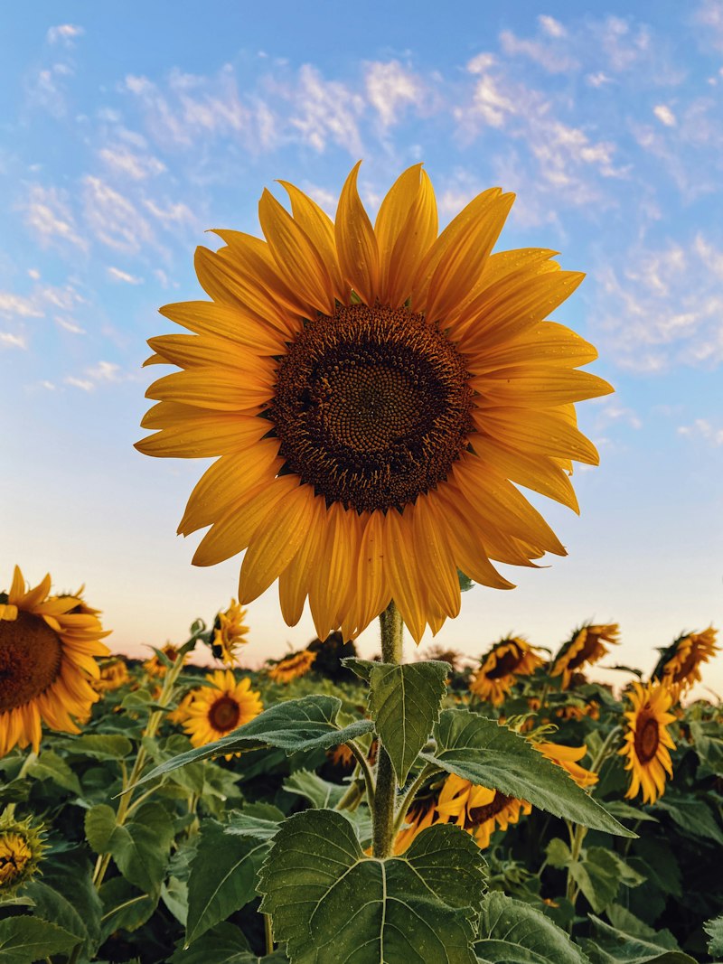 Sunflower Crop