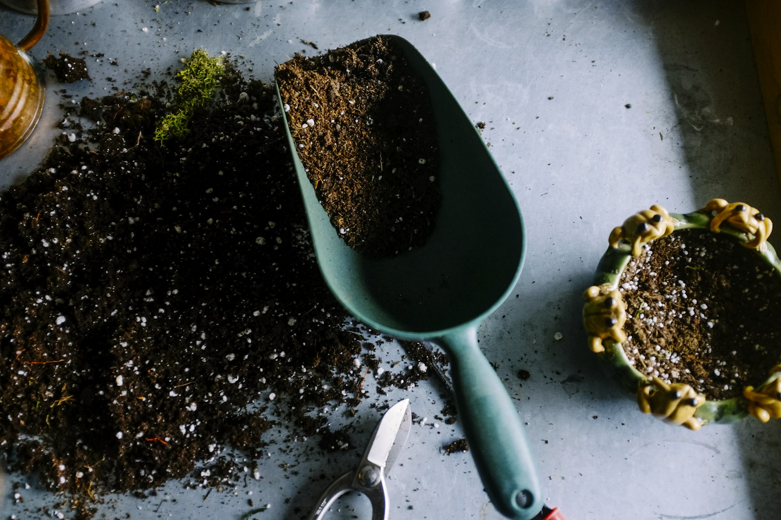 Healthy seedling sprouting from rich dark earth